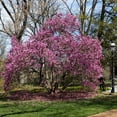 thumbnail image 5 of Ann Magnolia Live Tree – 1 Gallon, 5 of 5