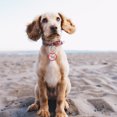 thumbnail image 4 of SHISUYAN 12pcs Silicone Dog Tag Silencers Pet Dog Name Tag Mute Hoops Silicone Hoops, 4 of 7