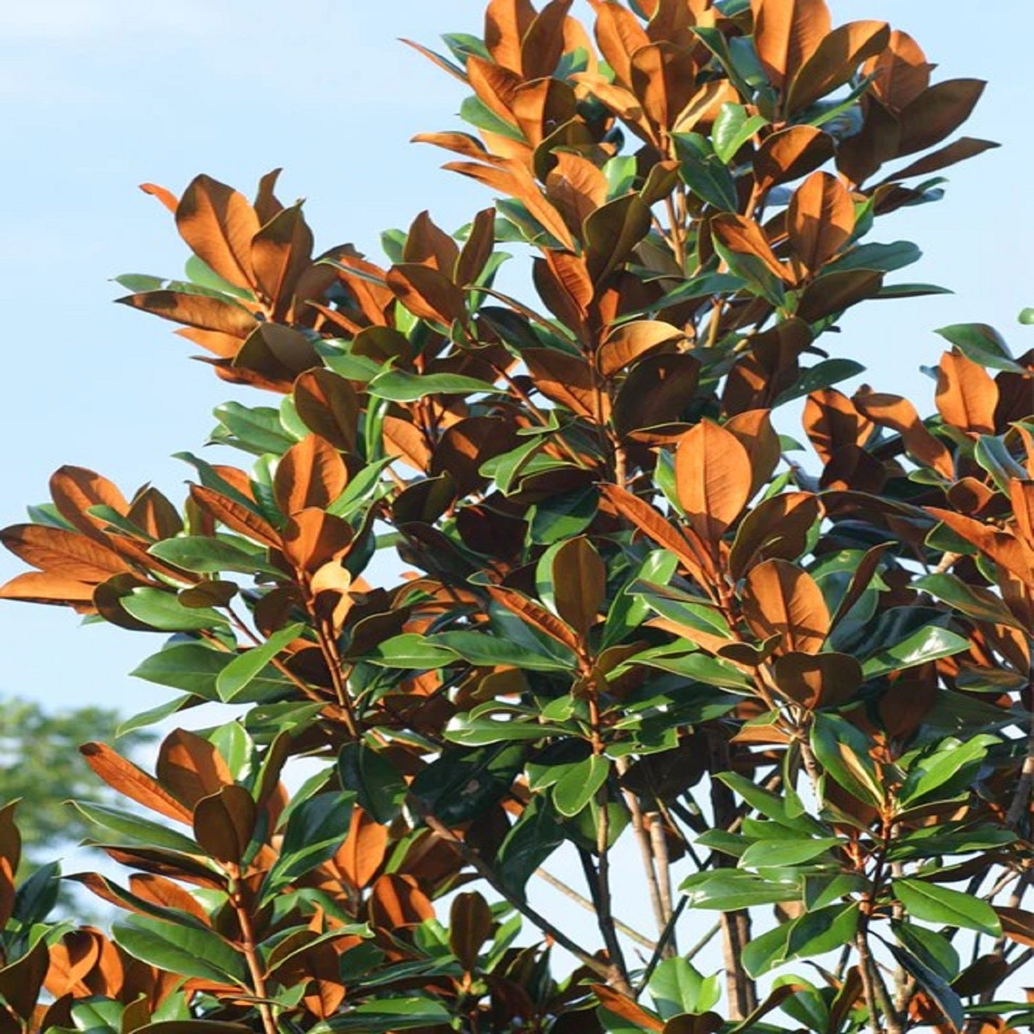 Expert Gardener 1.5- 2 ft tall D.D. Blanchard Southern Magnolia Live Tree in 3-Gallon Grower Pot