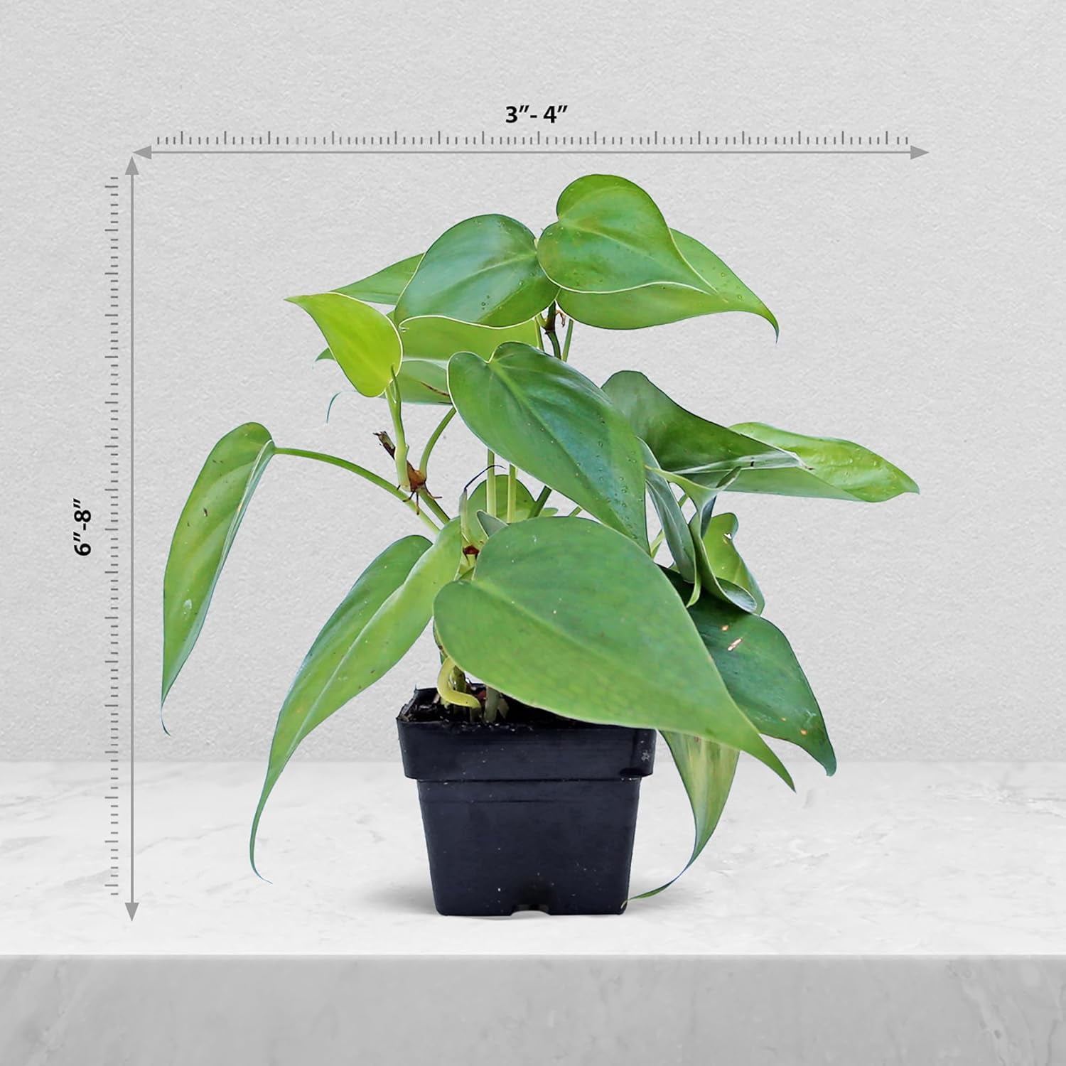 6 Pack Live Heartleaf Green Philodendron in 3 Inch Pots, Philodendron Hederaceum Indoor Houseplants, Vining Live Plants