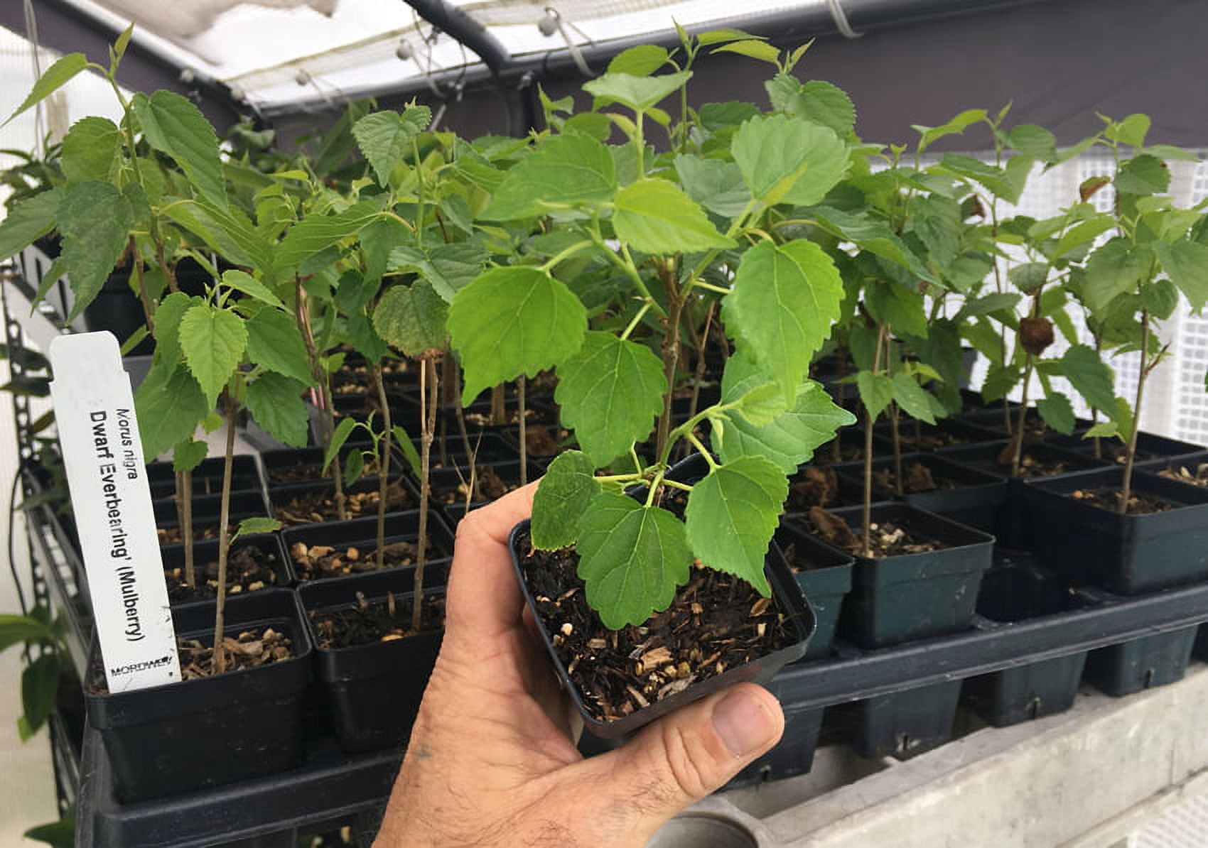Dwarf Black Mulberry - Everbearing Live Plant Fruit - Morus Nigra