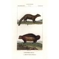 thumbnail image 2 of Marten, Martes Martes, And Wolverine, Gulo Gulo Poster Print By ® Florilegius Mary Evans (18 X 24), 2 of 4