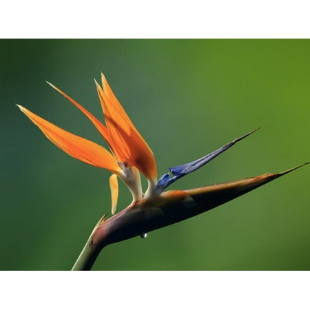 Paradise Costa Rica - Bird of Paradise Flower (Strelitzia), Costa Rica Print Wall Art By Gregory Basco