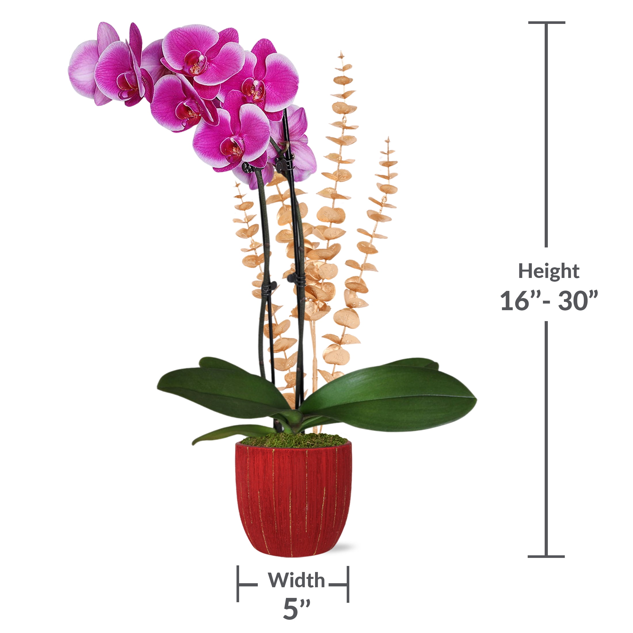 Just Add Ice 16-30" Magenta Orchid in 5" White Ceramic Pot with Gold Eucalyptus Pick, Live Plant, Indirect Light, Indoor House Plant