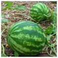 thumbnail image 5 of Everwilde Farms - 20 Organic Crimson Sweet Watermelon Seeds - Gold Vault Jumbo Bulk Seed Packet, 5 of 5