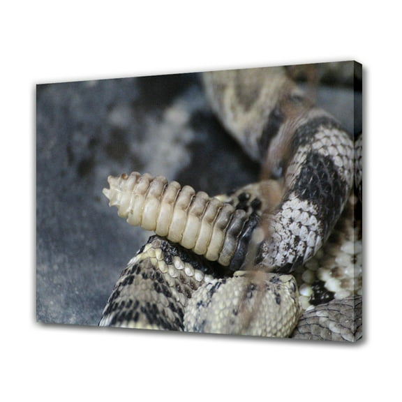 Western Diamondback Rattlesnake Canvas Poster Bedroom Decor Sports Landscape Office Room Decor Gift,Frame-style,24x36inch(60x90cm)