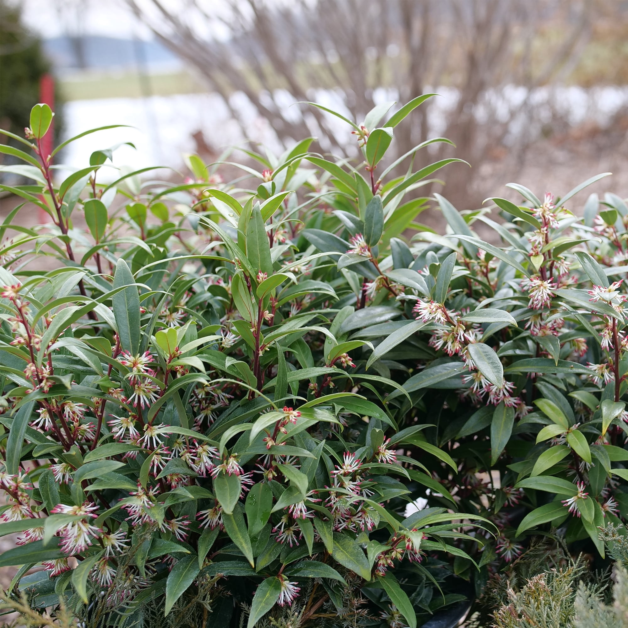 Proven Winners ColorChoice Sweet & Low Sweet Box Live Shrub (2 Gallon)