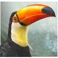 thumbnail image 2 of Vest, Christopher 15x15 White Modern Wood Framed Museum Art Print Titled - Toucan Portrait, 2 of 4