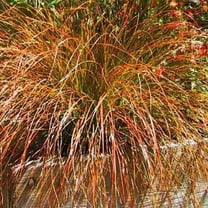 Carex Seed - Orange Sedge Ornamental Grass Seeds - 400 Seeds