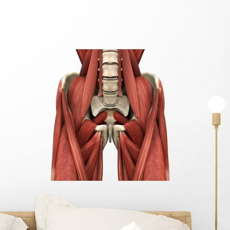 Psoas Muscles Wall Decal by Wallmonkeys Peel and Stick Graphic (18 in H x 16 in W)