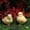 A, variant on Sktrjpolfis Resin Easter Chicken Decoration Simulation Cute Garden Animal Outdoor Craft Ornament