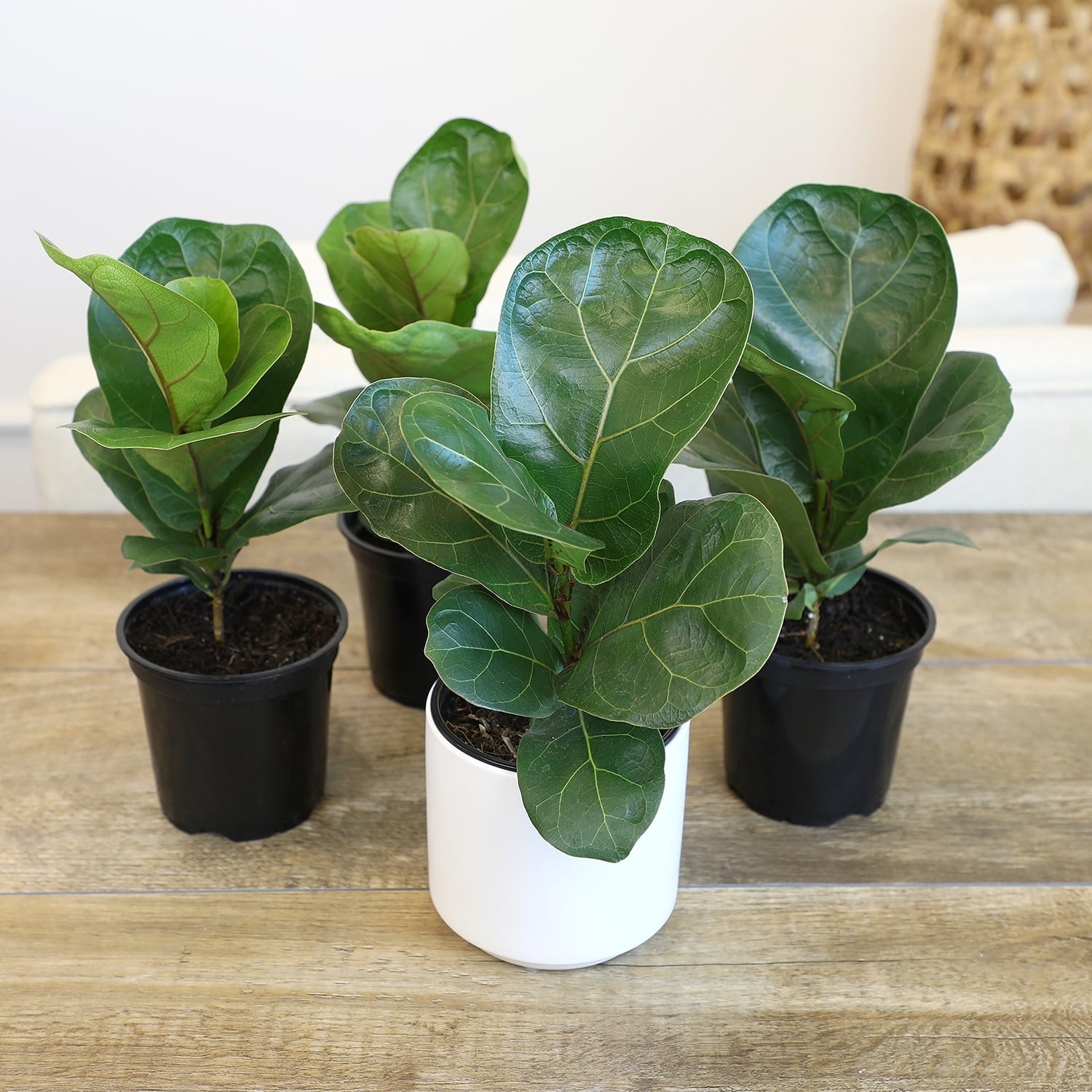 ELEMENT BY ALTMAN PLANTS 4 PACK OF 4.25" Ficus Lyrata Fiddle Leaf Fig Plant, House Plants Indoors Live Ficus Tree Live Plant, Fig Trees Live Plants Indoor Live Houseplants Fig Plants Live Planter Pot