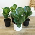 thumbnail image 6 of ELEMENT BY ALTMAN PLANTS 4 PACK OF 4.25" Ficus Lyrata Fiddle Leaf Fig Plant, House Plants Indoors Live Ficus Tree Live Plant, Fig Trees Live Plants Indoor Live Houseplants Fig Plants Live Planter Pot, 6 of 10