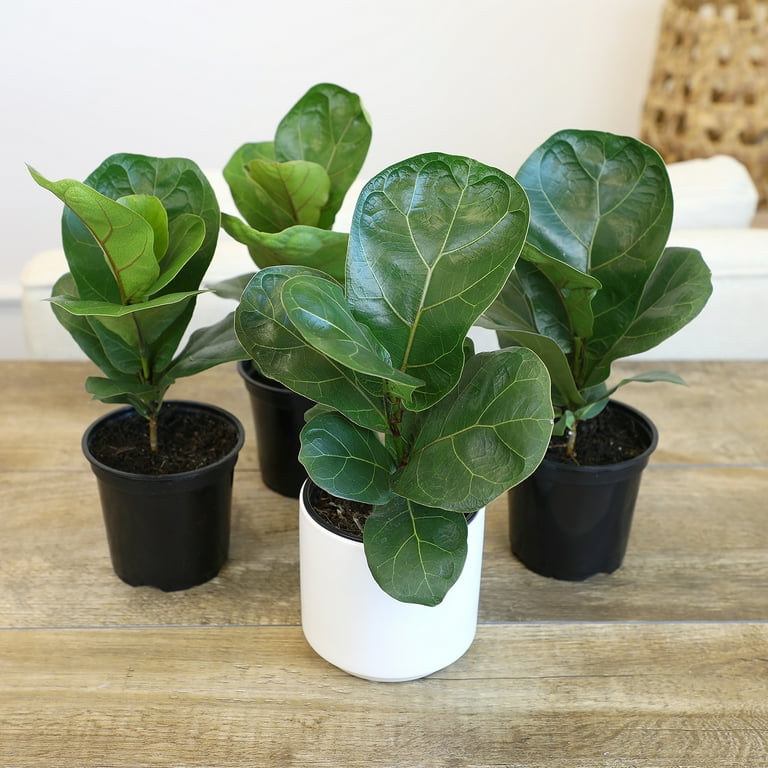 Altman Plants Ficus Fiddle Leaf Fig House Plant in 1.97-Pint Pot 4-Pack | 0872892