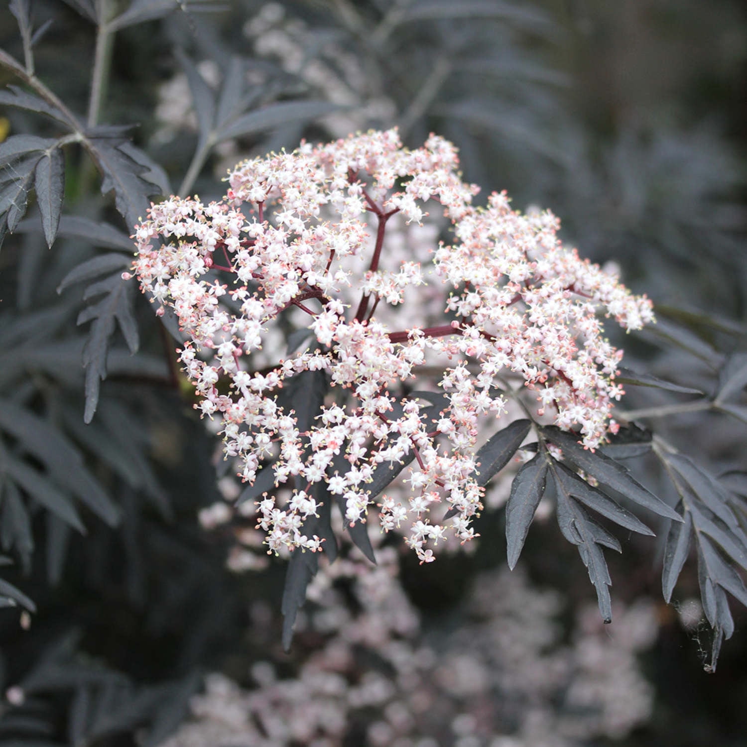Proven Winners ColorChoice 5" Pink Black Lace Elderberry Live Plant in 4.5" Pot (4 Count)