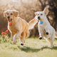 thumbnail image 2 of 9 PcsSafety Clip-on Led Flashing Light Dogs Led Light Waterproof Luminous Gift, 2 of 4