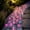 Hot Pink Size B F3, variant on ZZkhGO Glow in the Dark Seashell Figurines, Colorful Luminous Sea Star Shell Stones for Fish Tank, Vase Filler Beach Theme Decor for Garden Aquarium Party, Hot Pink
