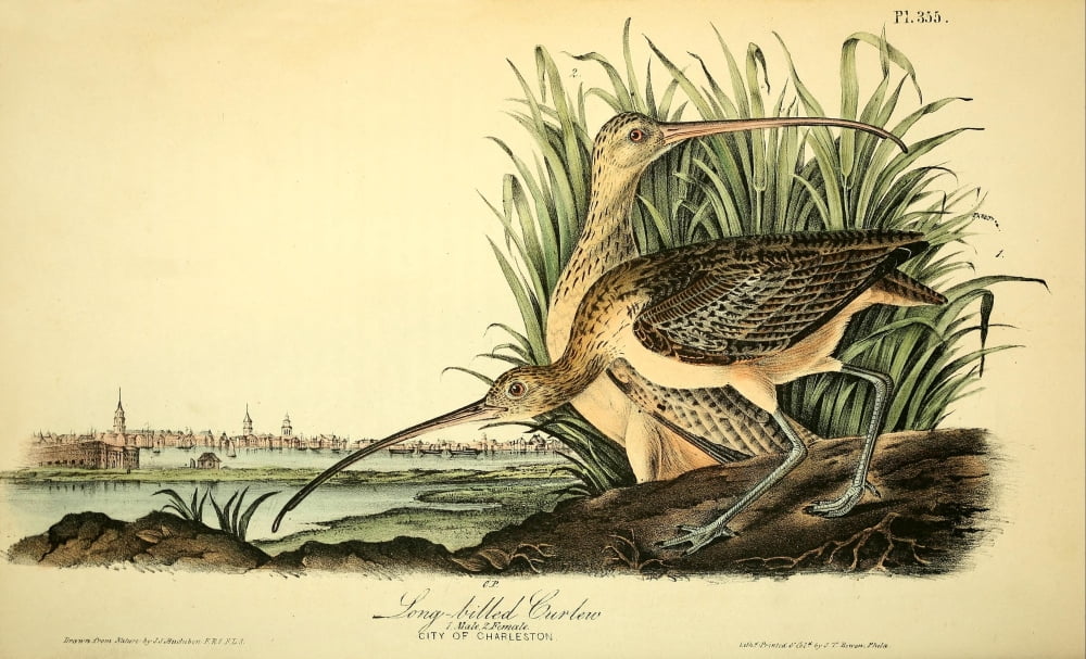 Birds Of America 18