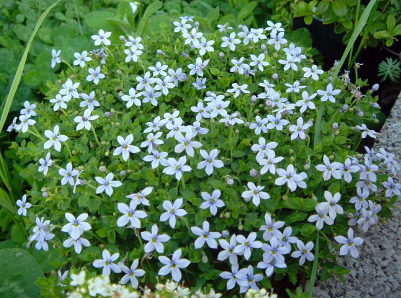 Baby Blue Star Carpet Plant - Pratia pedunculata - 2.5