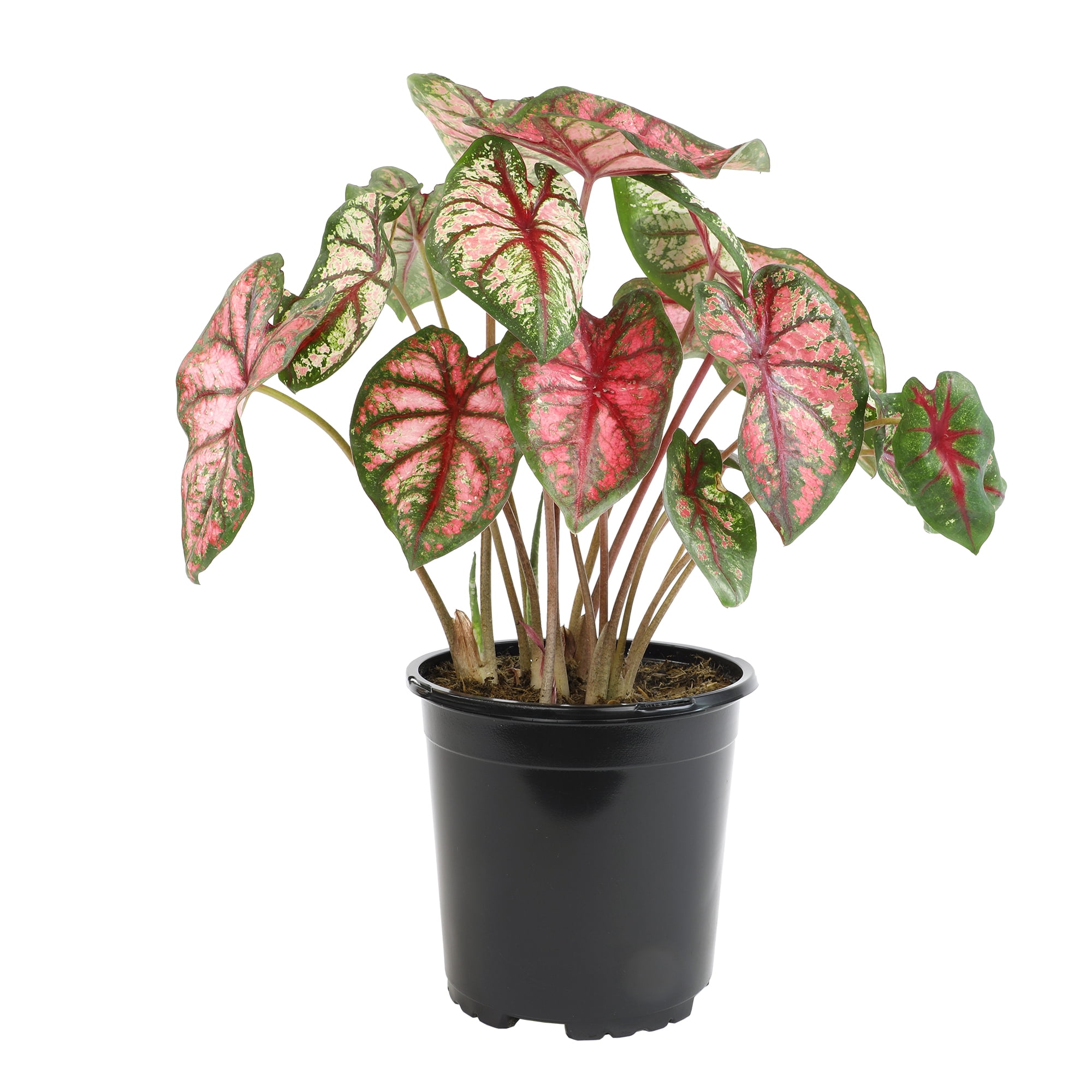 Altman Plants Caladium Pink Strap Leaf, 1 gal. Pot, Outdoor Live Plants, Full Sun to Part Shade