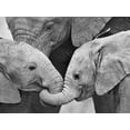 thumbnail image 2 of Art.com African Elephant Calves (Loxodonta Africana) Holding Trunks, Tanzania Photographic Print, 32" x 24", 2 of 4