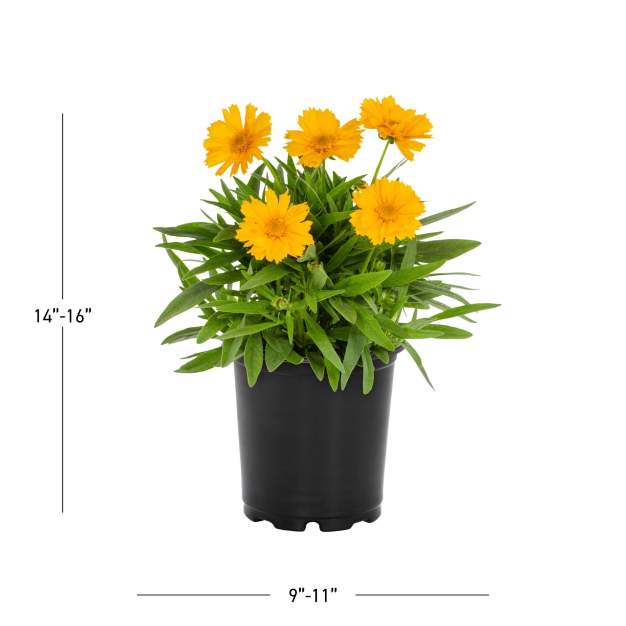 Expert Gardener 2QT Yellow Coreopsis Live Perennial Plant Sun 3 -Pack