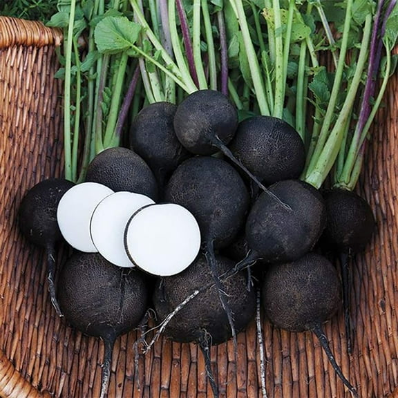 Black Radish Schwarzer Runder Premium Seeds Packet
