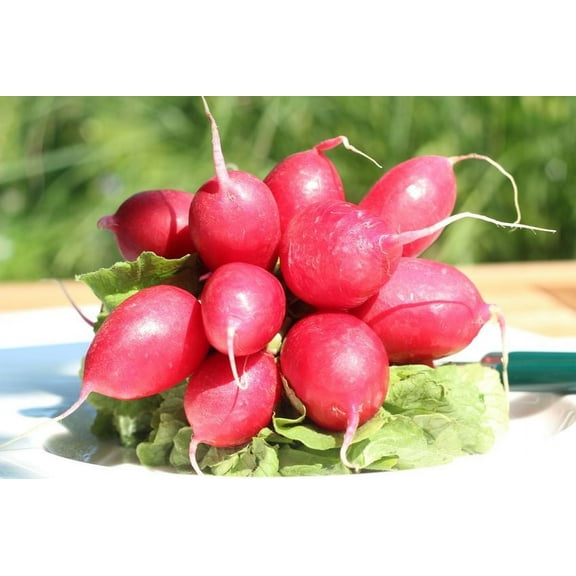 Radish SEEDS-  Lady Slipper Radish - 100 Seeds -Very Good Flavor -Garden Vegetable- All Natural