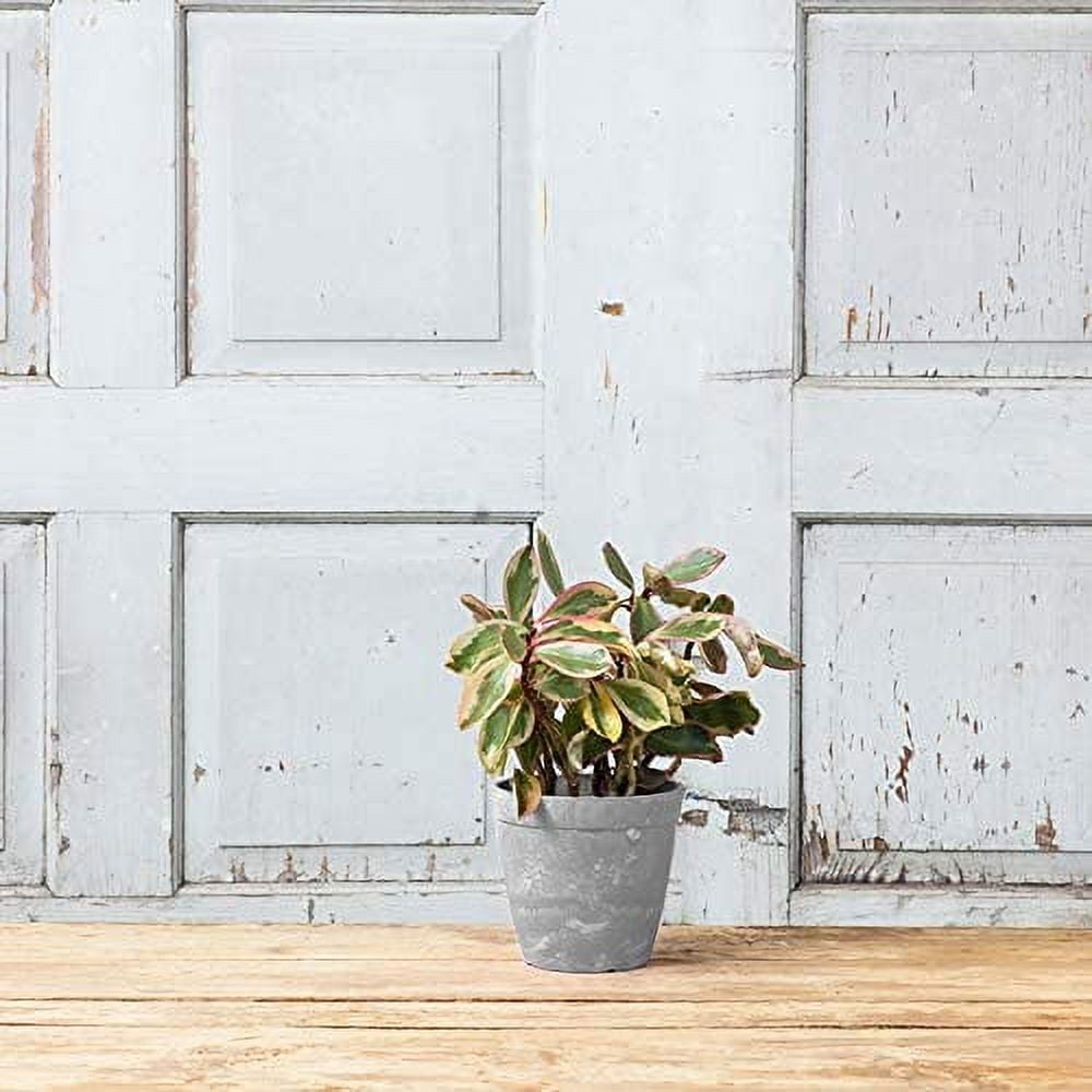 Root & Vessel Dolce Round Planter, Gray, 6"