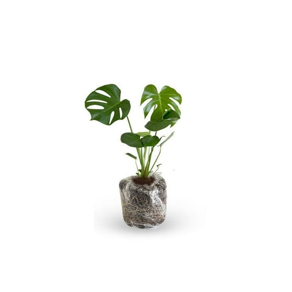 Green Monstera Deliciosa Plant Live for Indoor Garden, Solid Monstera Deliciosa 4-8 Inches Starter