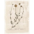 thumbnail image 3 of Lula Bijoux and Company 12x14 Black Modern Framed Museum Art Print Titled - Farmhouse Flower 1, 3 of 5