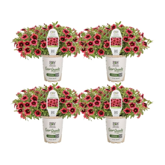 Proven Winners 4" Red Superbells Watermelon Punch Calibrachoa Live Plant in 4.25" Pot (4 Count)