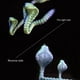 thumbnail image 2 of Cobra en 3D, Cobra Articulada en 3D, Juguetes de Cobra Flexibles Posables D, 2 of 5