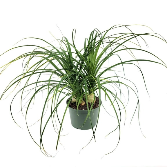 6 in. Palm Ponytail Plants in Grower Container