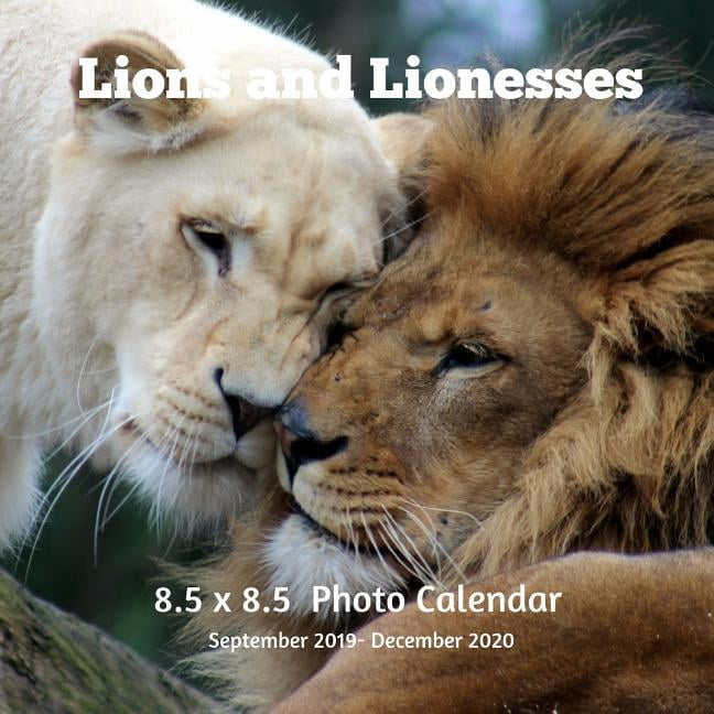 Lions and Lioness 8.5 X 8.5 Calendar September 2019 December 2020