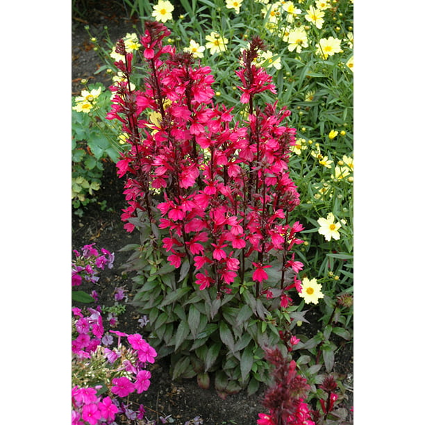 Starship™ Deep Rose Cardinal Perennial Plants - Lobelia - Quart Pot ...