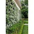 thumbnail image 6 of Confederate Jasmine Plants  6 Live 4 Inch Pots  Trachelospermum Jasminoides  Flowering Vine  Outdoor Garden, 6 of 8