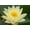 Yellow, variant on Mature Fully Grown Hardy Water Lily (Assorted Yellow)