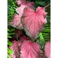 thumbnail image 6 of Blue Buddha Farm: Florida Sweetheart Caladium (2 Bulbs) - Easy to Grow Indoor or Outdoor Perennial Plant, 6 of 12