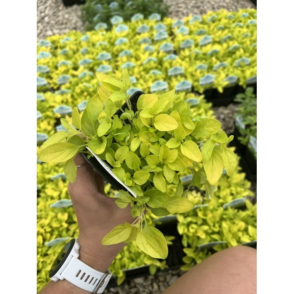 Aureum Gold Oregano Herb - Origanum Vulgare - Live Plant - 3" Pot
