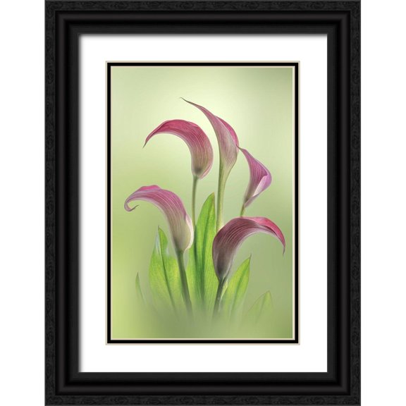 Jaynes Gallery 17x24 Black Ornate Wood Framed with Double Matting Museum Art Print Titled - Washington State-Seabeck Calla lily flowers close-up