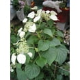 thumbnail image 3 of 50 JAPANESE HYDRANGEA VINE White Flower Schizophragma Hydrangeoides Seeds, 3 of 10