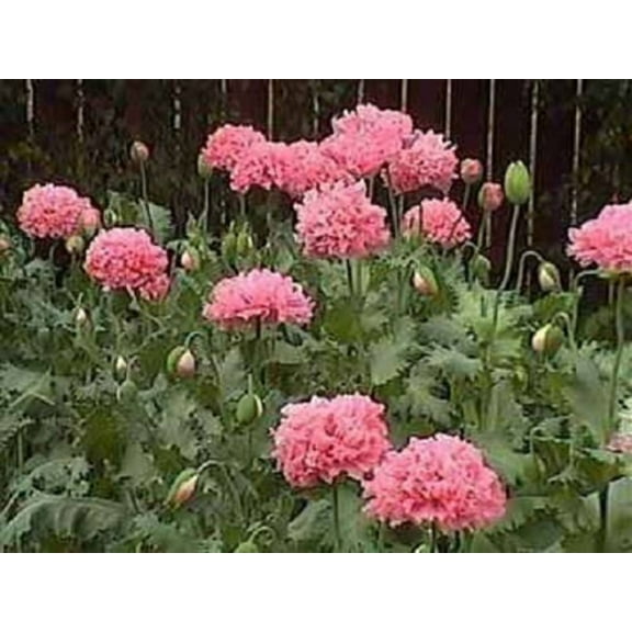 Seedville 250 Bombast Rose Peony Poppy Plant Seeds
