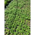 thumbnail image 4 of 2 Bee Balm 'Jacob Cline' Monarda Plants in Separate 4 inch containers, 4 of 4