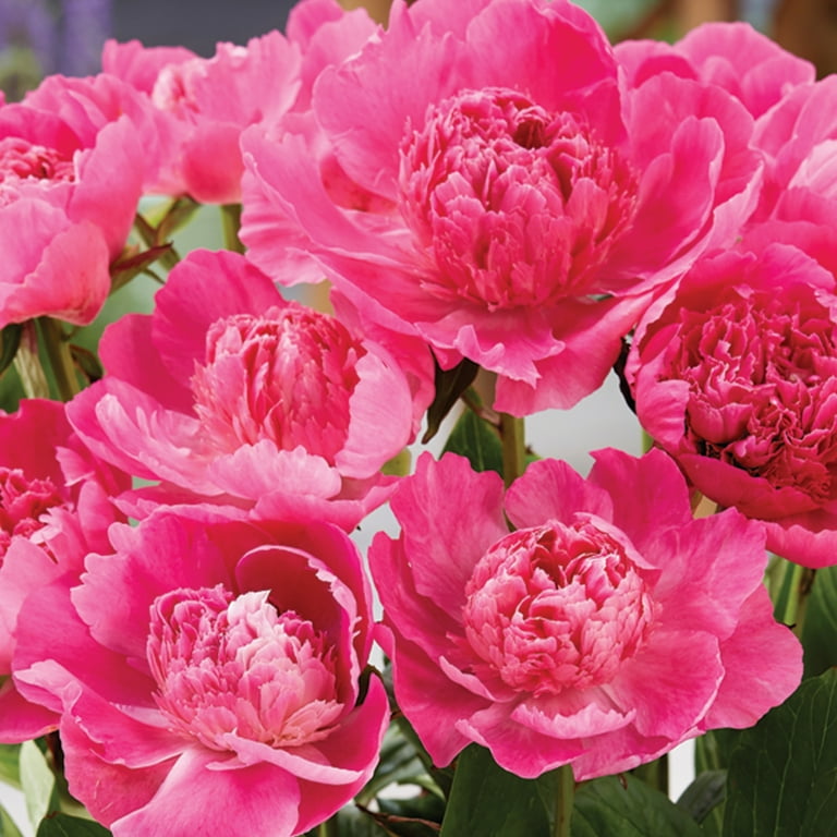 Van Zyverden Patio Peony™ Rome, Dormant Bare Root Plant Van Zyverden Patio Peony™ Rome, Dormant Bare Root Plant