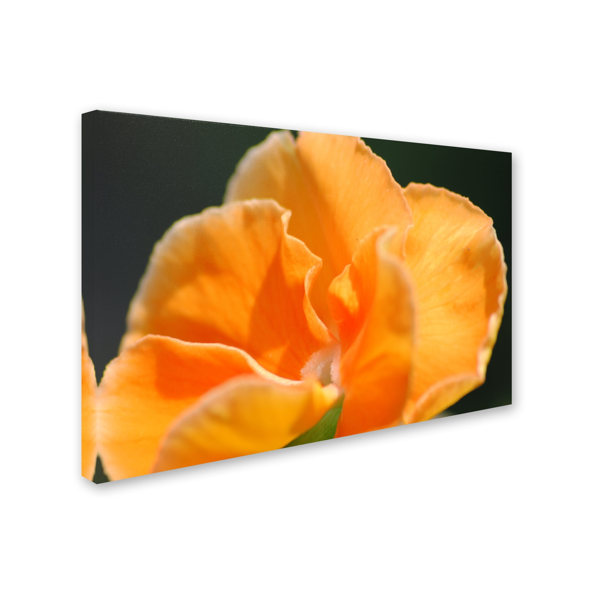 Trademark Fine Art "Simple Compassion" Canvas Art by Monica Mize