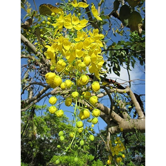 30 Golden Shower Tree Seeds for Planting - Stunning Weeping Yellow Blooms - Cassia Fistula
