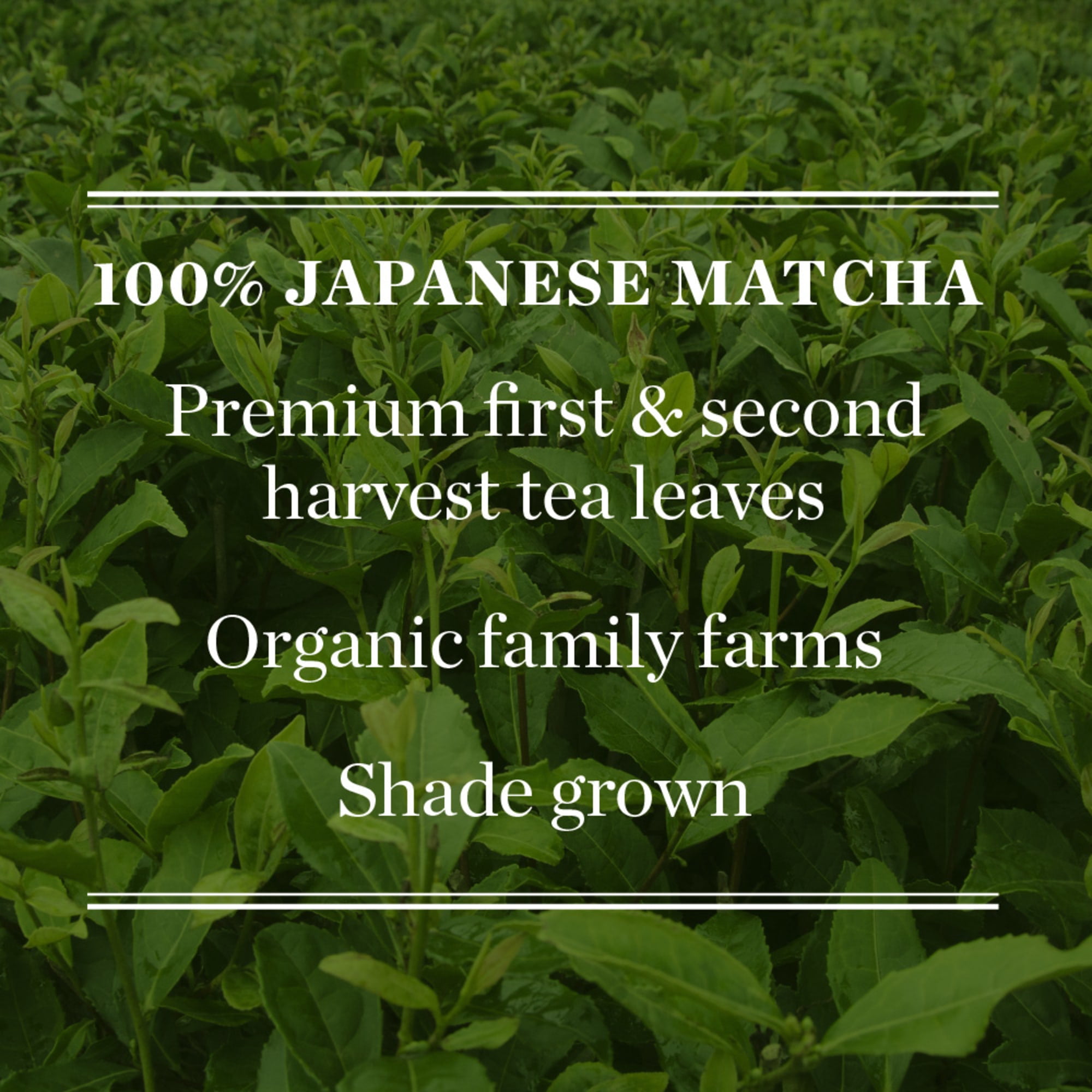 Mighty Leaf Tea Organic Japanese Matcha Green Tea Powdered Tea Mix, 1.5 oz