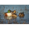 thumbnail image 2 of Jones, Adam 24x17 White Modern Wood Framed Museum Art Print Titled - Male with two female Northern shovelers-Bosque del Apache National Wildlife Refuge-New Mexico, 2 of 4
