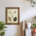 thumbnail image 6 of Bookplate Shells IX - Framed Print w/glass - Walnut, 6 of 7